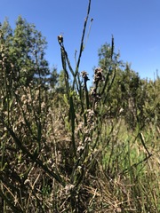 Baccharis sagittalis