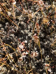 Eriogonum kennedyi