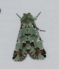 Pansemna beryllodes