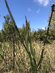 Baccharis sagittalis