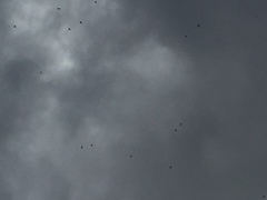 Pyrrhocorax graculus