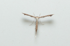 Stenoptilodes taprobanes