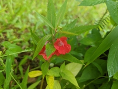Impatiens balsamina