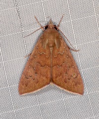 Anomis illita
