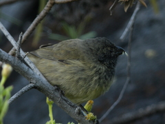Camarhynchus parvulus