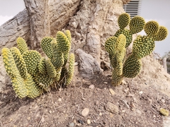 Opuntia