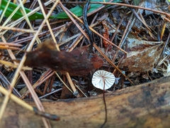 Marasmius