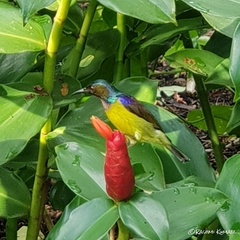 Anthreptes malacensis