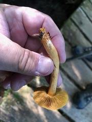 Gymnopilus