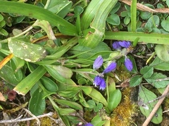 Polygala serpyllifolia