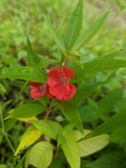 Impatiens balsamina