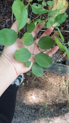 Symphoricarpos albus