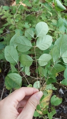 Symphoricarpos albus