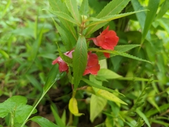 Impatiens balsamina