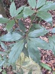 Neolitsea sericea