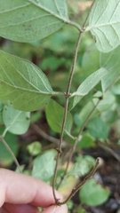 Symphoricarpos albus