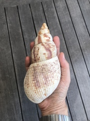 Lissachatina reticulata