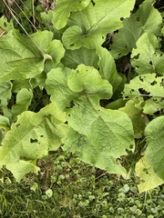 Phytomyza albiceps group