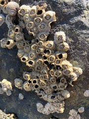 Semibalanus balanoides