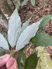 Neolitsea sericea
