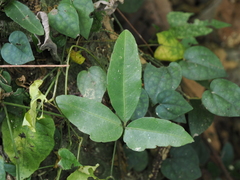 Tetrastigma formosanum