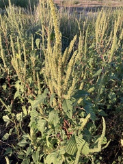 Amaranthus palmeri
