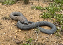Notechis scutatus
