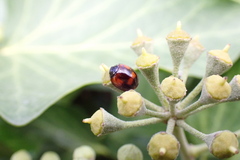 Exochomus quadripustulatus