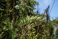Blechnum chilense
