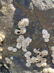 Semibalanus balanoides