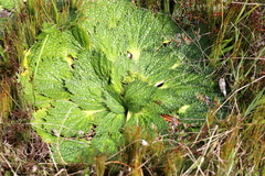 Arctopus monacanthus