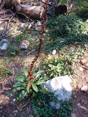 Digitalis ferruginea