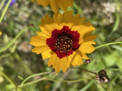 Coreopsis tinctoria