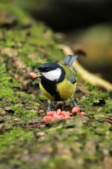 Parus major