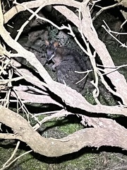 Notamacropus eugenii