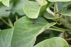 Nephus quadrimaculatus