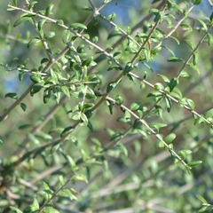Aloysia gratissima