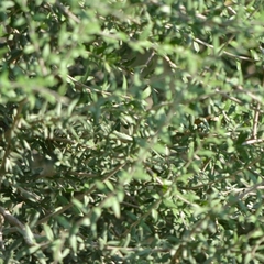 Aloysia gratissima