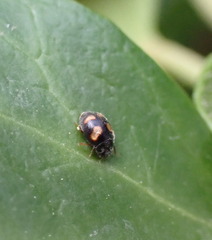 Nephus quadrimaculatus