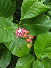 Dillenia suffruticosa