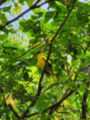 Oriolus chinensis