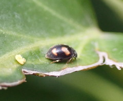 Nephus quadrimaculatus