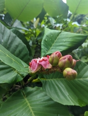 Dillenia suffruticosa