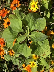 Tithonia rotundifolia