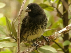 Platyspiza crassirostris