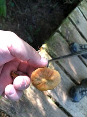 Gymnopilus