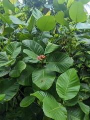 Dillenia suffruticosa