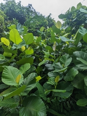 Dillenia suffruticosa