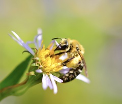 Andrena asteris