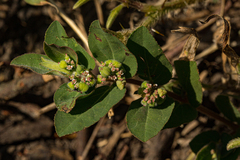Euphorbia indica image